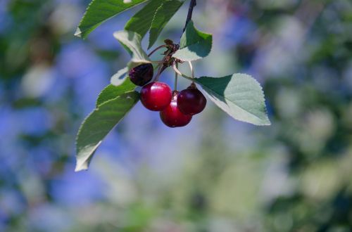 cherry berry tree