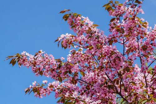 cherry  tree  cherry blossoms