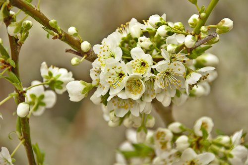 cherry  spring  flowers