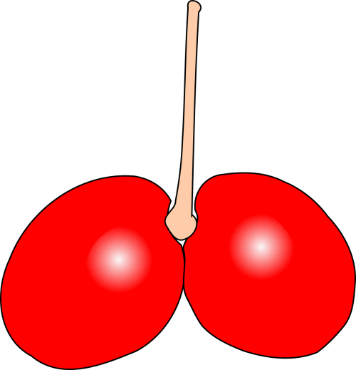 cherry double fruit