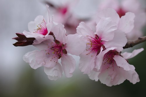 cherry  flower  pink