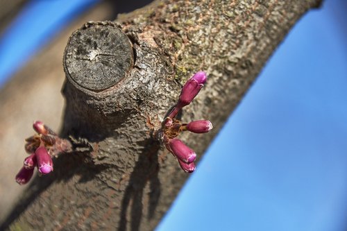 cherry  flower  spring