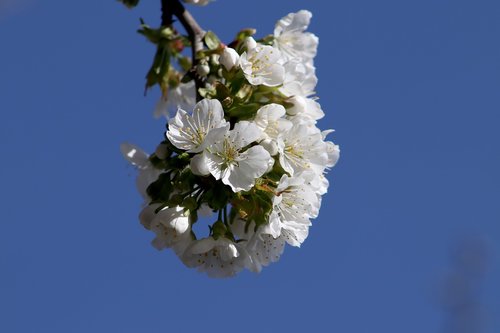 cherry  blossom  bloom