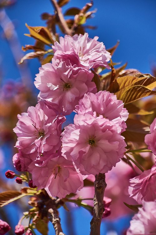 cherry  flower  rosa