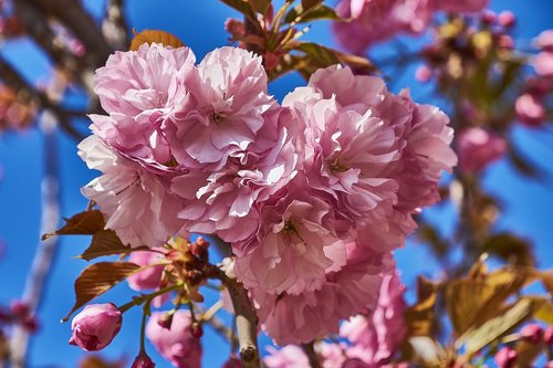 cherry  flower  rosa