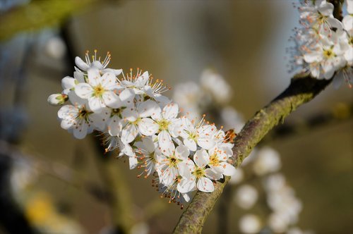 cherry  tree  branch