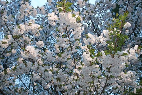 cherry  spring  japan