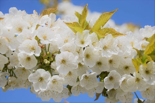 cherry  japan  flower