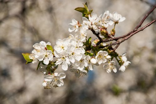 cherry  cherry blossom  branch