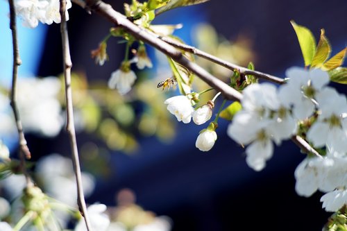 cherry  blossom  spring