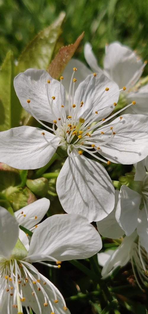 cherry  blossom  flower