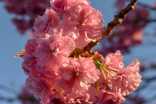 cherry  cherry blossom  cherry flowers