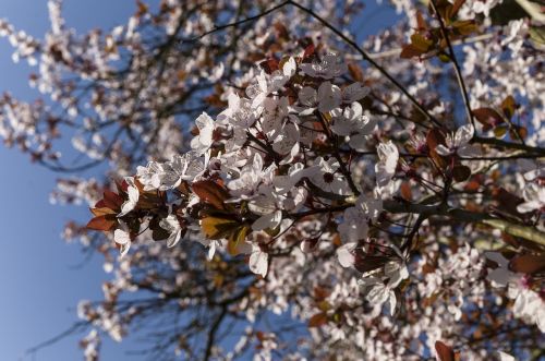 cherry condroz flowers