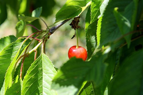 cherry  cherry tree  nature