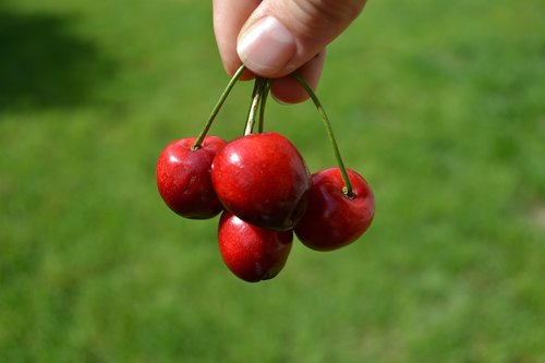 cherry  red  grass