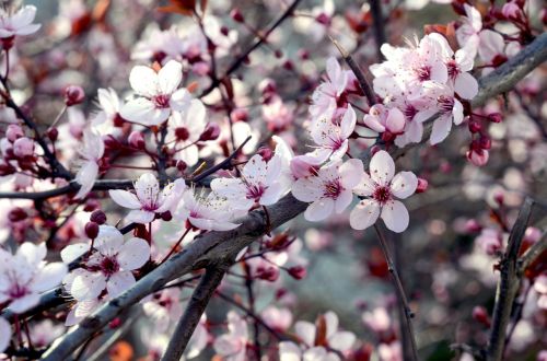 cherry flower nature