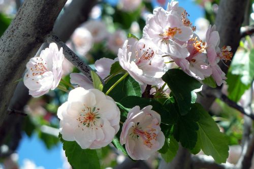 cherry blossom flowers