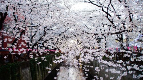 cherry tokyo cityscape