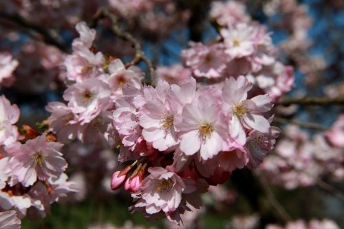 cherry blossom bloom