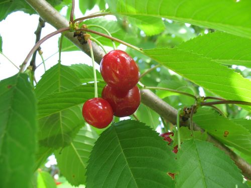 cherry garden berry