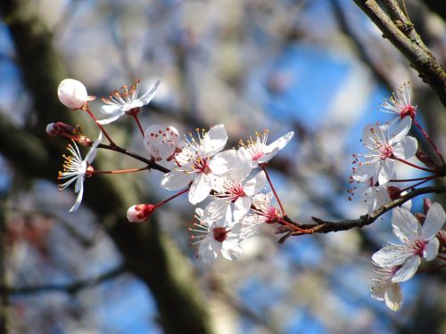 cherry nature blossom
