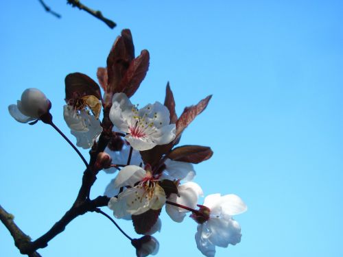 cherry sakura blossom