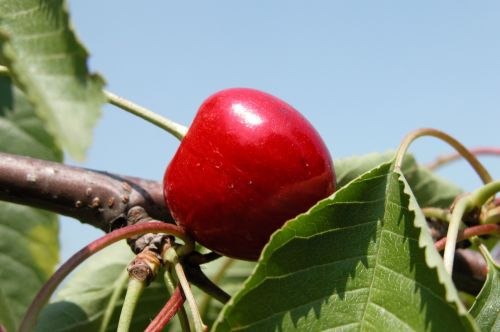 cherry fruit garden