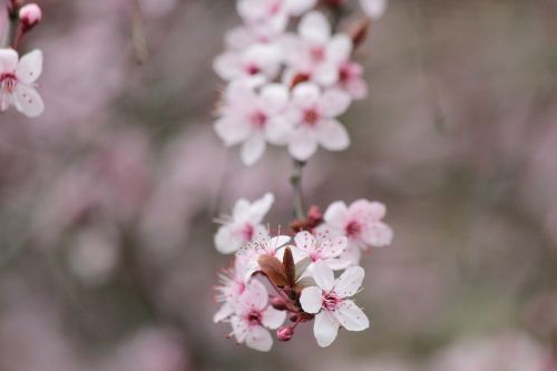 cherry blossom bloom