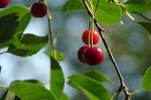 cherry summer closeup