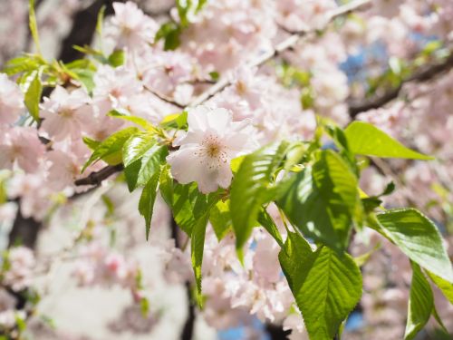 cherry weeping cherry pink