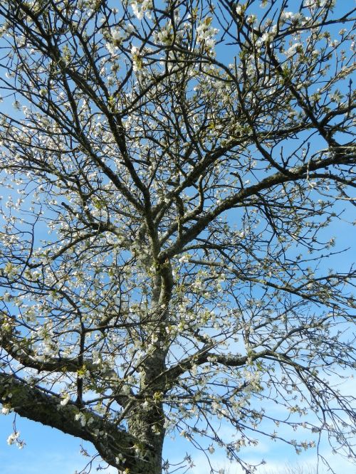 cherry tree flowers