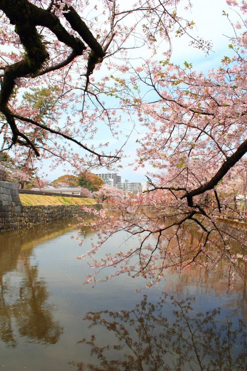 cherry the moat castle