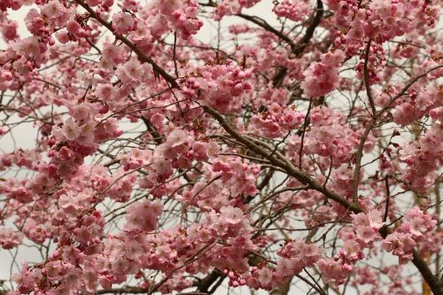 cherry cherry blossom flowers