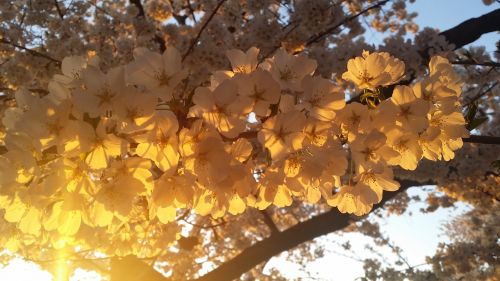 cherry blossom spring