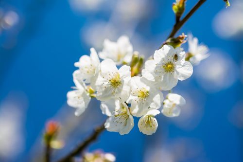 cherry spring flower