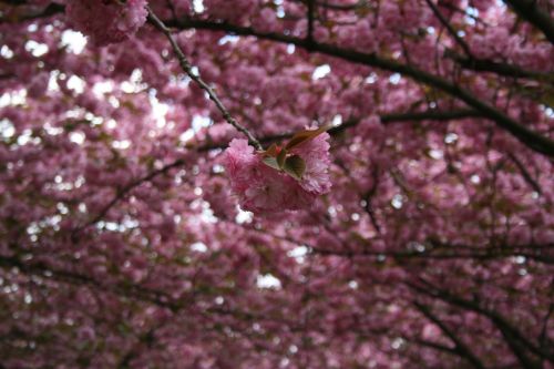cherry ornamental cherry cherry blossom