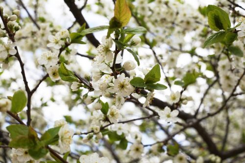 cherry bloom white