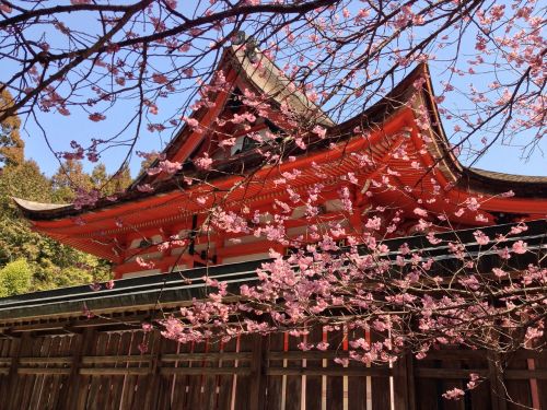 cherry spring spring in japan