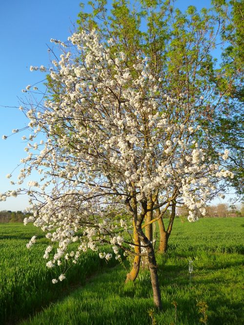 cherry cherries garden