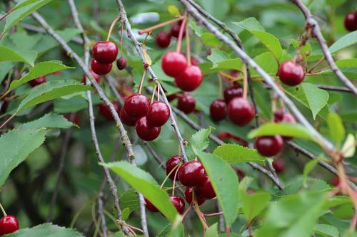 cherry fruit red