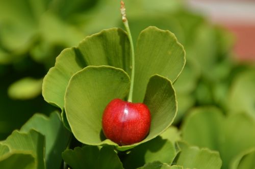 cherry ginko red