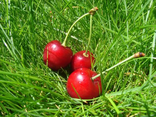 cherry in grass