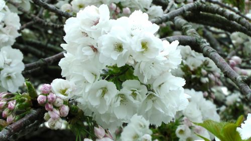 Cherry Blossom Flowers