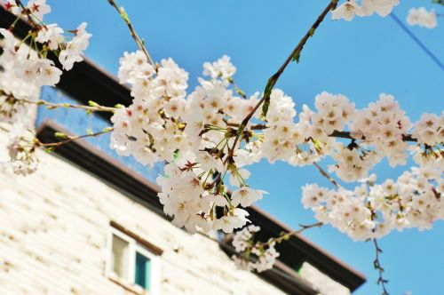 cherry blossom flowers spring