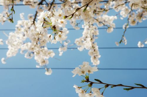 cherry blossom flowers spring