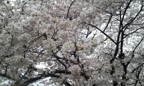 cherry blossom racing hanami