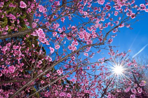 cherry blossom tree nature