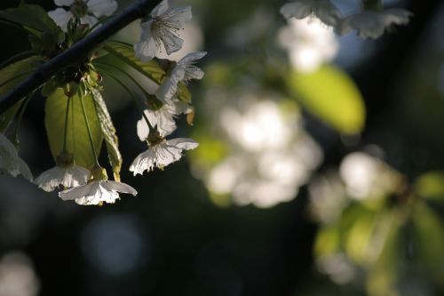 cherry-blossom light spring