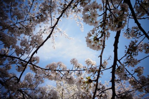 cherry blossom natural the scenery