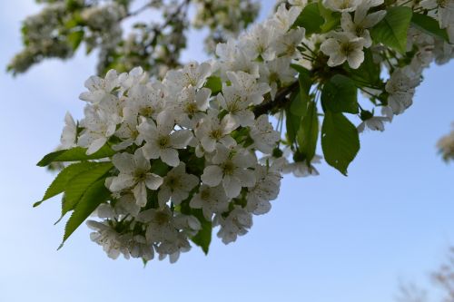 cherry blossom white spring